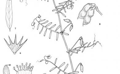 Vicia hirsuta (L.) Gray 小巢豆