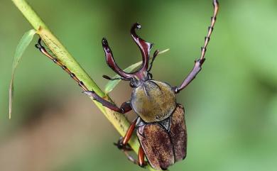 Dicronocephalus wallichii bourgoini Pouillaude, 1914 臺灣角金龜