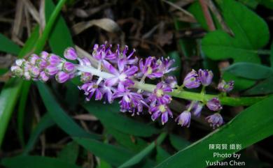 Scilla sinensis 綿棗兒