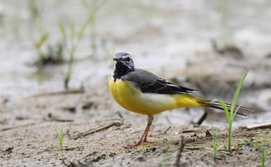 Motacilla cinerea cinerea TunStall, 1771 灰鶺鴒