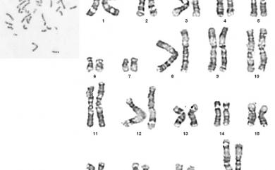 Petaurista philippensis grandis (Elliot, 1839) 大赤鼯鼠