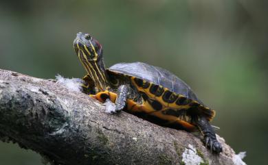 Trachemys scripta elegans (Wied-Neuwied, 1839) 紅耳龜