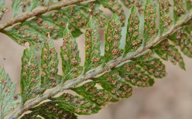 Arachniodes chinensis (Rosenst.) Ching 中華複葉耳蕨