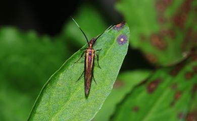 Lamprystica purpurata Meyrick, 1914