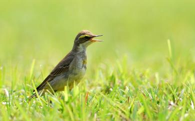 Motacilla tschutschensis macronyx 東方黃鶺鴒