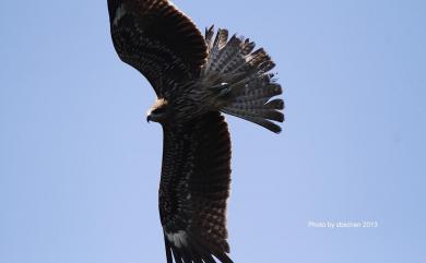 Milvus migrans formosanus Kuroda Sr, 1920 黑鳶(台灣亞種)