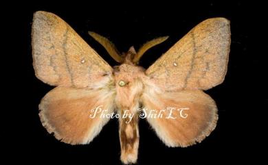 Odonestis bheroba formosae Wileman, 1910 灰線蘋枯葉蛾