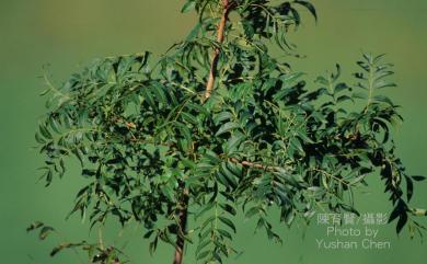 Pistacia chinensis Bunge 黃連木