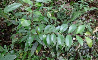 Decaspermum gracilentum (Hance) Merr. & L.M.Perry 十子木