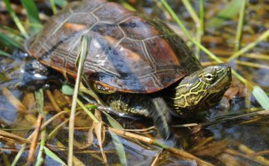 Mauremys reevesii (Gray, 1831) 金龜