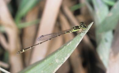 Mortonagrion hirosei (Asahina,1972) 四斑細蟌