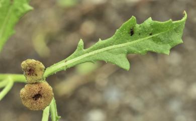 Epaltes australis 鵝不食草