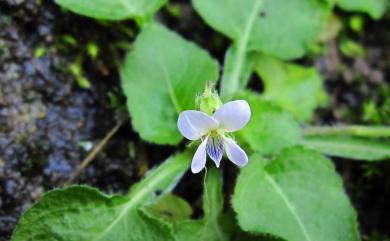 Viola diffusa 茶匙黃