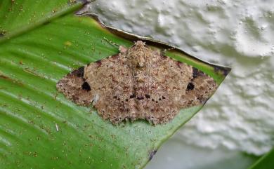 Panilla costipunctata Leech, 1900 深褐番裳蛾