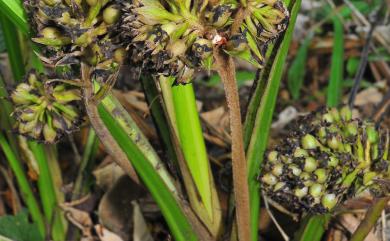 Molineria capitulata (Lour.) Herb. 船子草