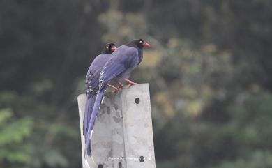 Urocissa caerulea Gould, 1863 臺灣藍鵲