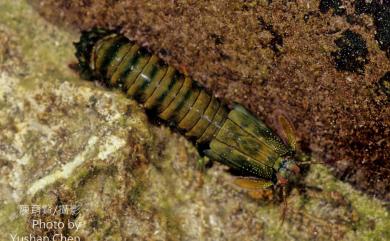 Gonodactylus chiragra (Fabricius, 1781) 大指蝦蛄