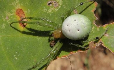 Araneus pentagrammicus Karsch, 1879 五紋鬼蛛