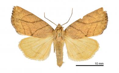 Cosmia limacodina Sugi, 1997 線紋兜夜蛾