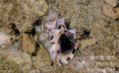 Mancinella tuberosa (Roeding, 1798) 角岩螺