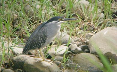 Butorides striata (Linnaeus, 1758) 綠簑鷺