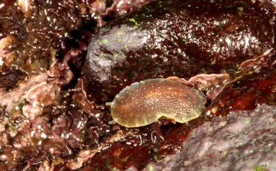 Onchidium verruculatum Cuvier, 1830 石磺