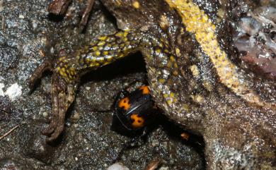 Nicrophorus nepalensis Hope, 1831 橙斑埋葬蟲