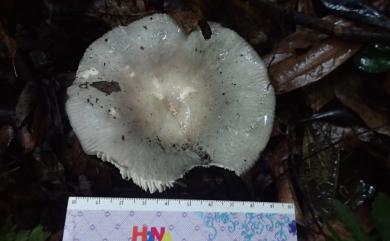 Russula 紅菇屬