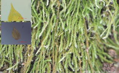 Fauriella tenuis 粗疣苔