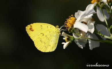 Eurema blanda arsakia Fruhstorfer, 1910 亮色黃蝶