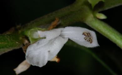 Paraphlomis formosana T.H. Hsieh & T.C. Huang 臺灣假糙蘇