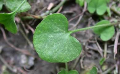 Dichondra micrantha Urb. 馬蹄金