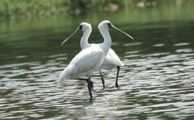 Platalea minor Temminck & Schlegel, 1849 黑面琵鷺