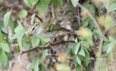 Phylloscopus inornatus (Blyth, 1842) 黃眉柳鶯