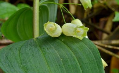 Polygonatum odoratum var. pluriflorum 萎蕤