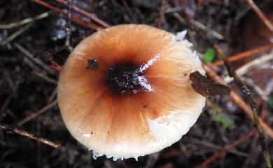 Leucoagaricus rubrotinctus 紅色白環蘑