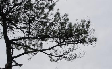 Pinus taiwanensis 臺灣二葉松