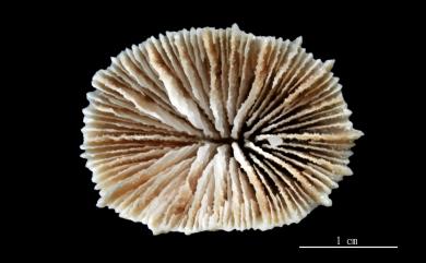 Polymyces wellsi Cairns, 1991 韋氏蕈柱珊瑚