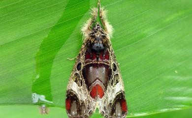 Sarbanissa cirrha (Jordan, 1912) 馬氏修虎蛾