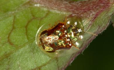 Cassida crucifera (Kraatz, 1879) 金斑龜金花蟲