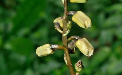 Gastrodia flavilabella S.S.Ying 夏赤箭