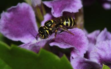 Ceratina japonica alpicola 日本花蘆蜂高地亞種