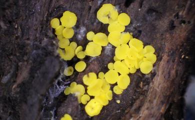 Bisporella 雙孢盤菌屬