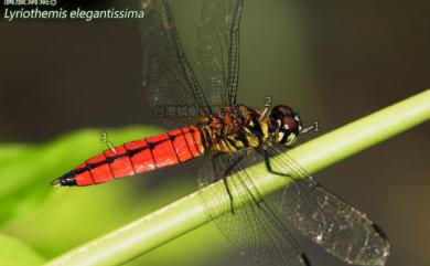 Lyriothemis elegantissima Selys, 1883 廣腹蜻蜓