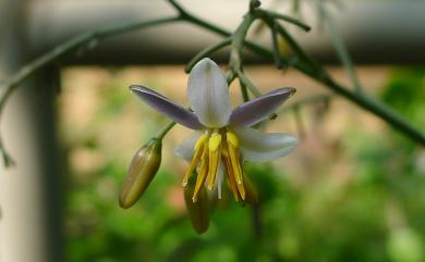 Dianella ensifolia (L.) DC. 桔梗蘭