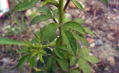 Cleome viscosa L. 向天黃