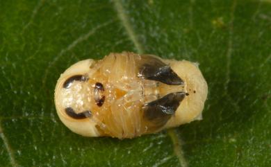 Cryptocephalus sonani Chujo, 1934 楚南筒金花蟲