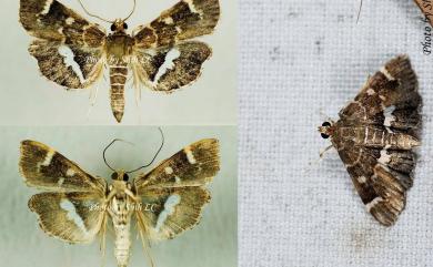 Hymenia perspectalis (Hübner, 1796) 雙白帶野螟