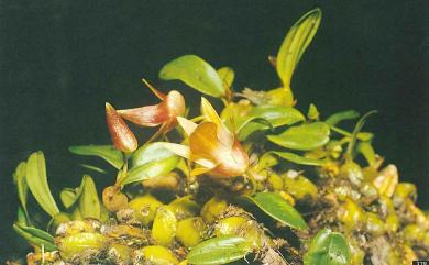 Dendrobium nakaharae 臘石斛