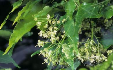 Acer serrulatum Hayata 青楓